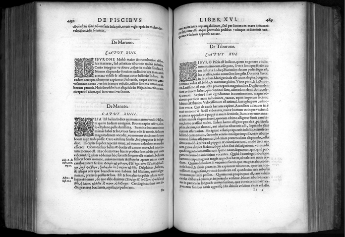 Fig. 2 Rondelet_s description of New World ‘whales_ in his Libri de Piscibus Marinis (1554).