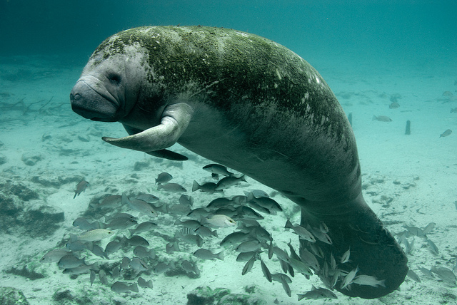 Fig. 3 West Indian Manatee. Keith Ramos