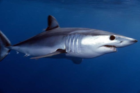 Fig. 5 Short fin mako shark. Jidanchaomian