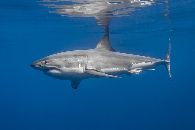 Fig. 6 Great white shark. George Probst